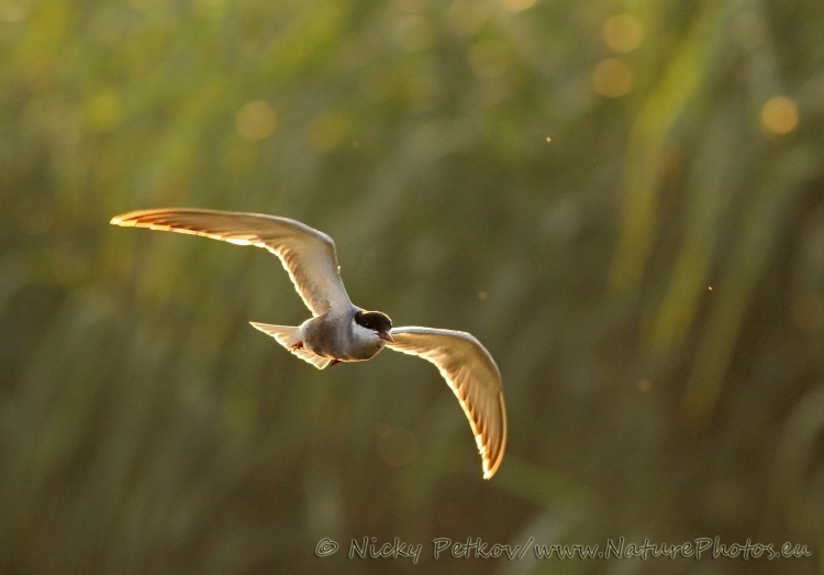 WildLife Photos of Birds, Gulls, Terns & Auks, Whiskered Tern, Chlidonias hybrida